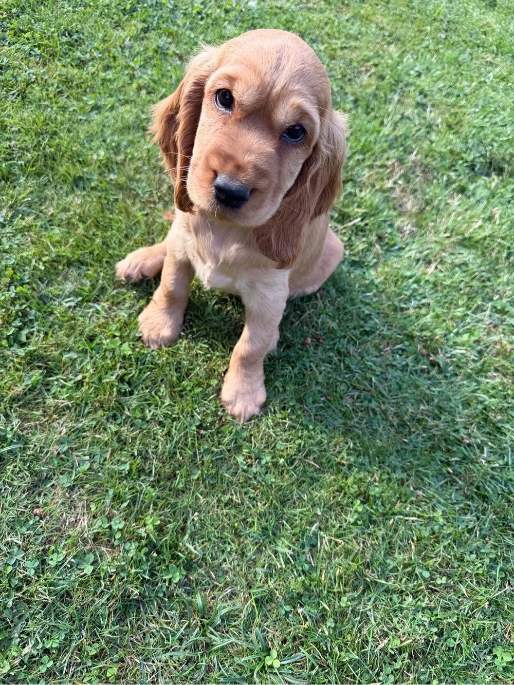 Cocker Spaniel Welpen