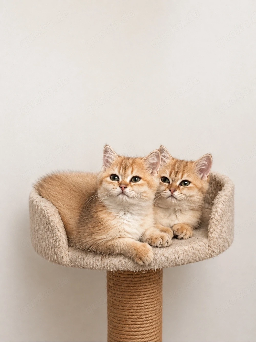 BKH BLH golden shaded Kitten abholbereit 