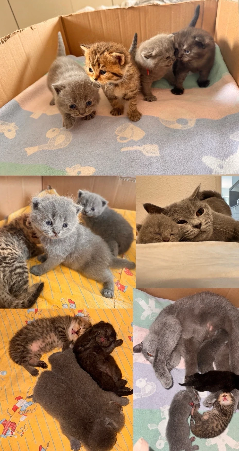 Süße BKH Kitten 