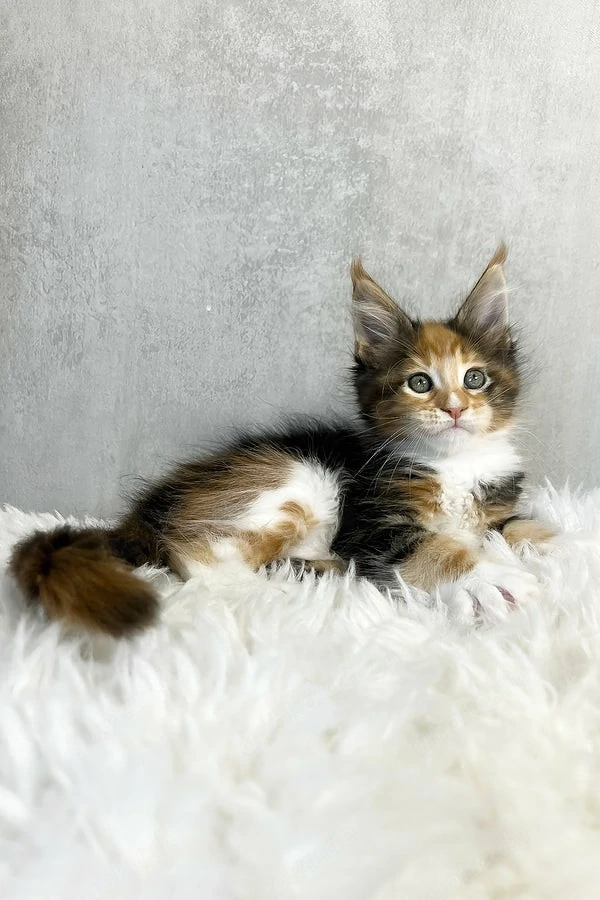 Sanftmütig, liebevoll und voller Persönlichkeit   dieser kleine Schatz ist bereit, der perfekten Fam
