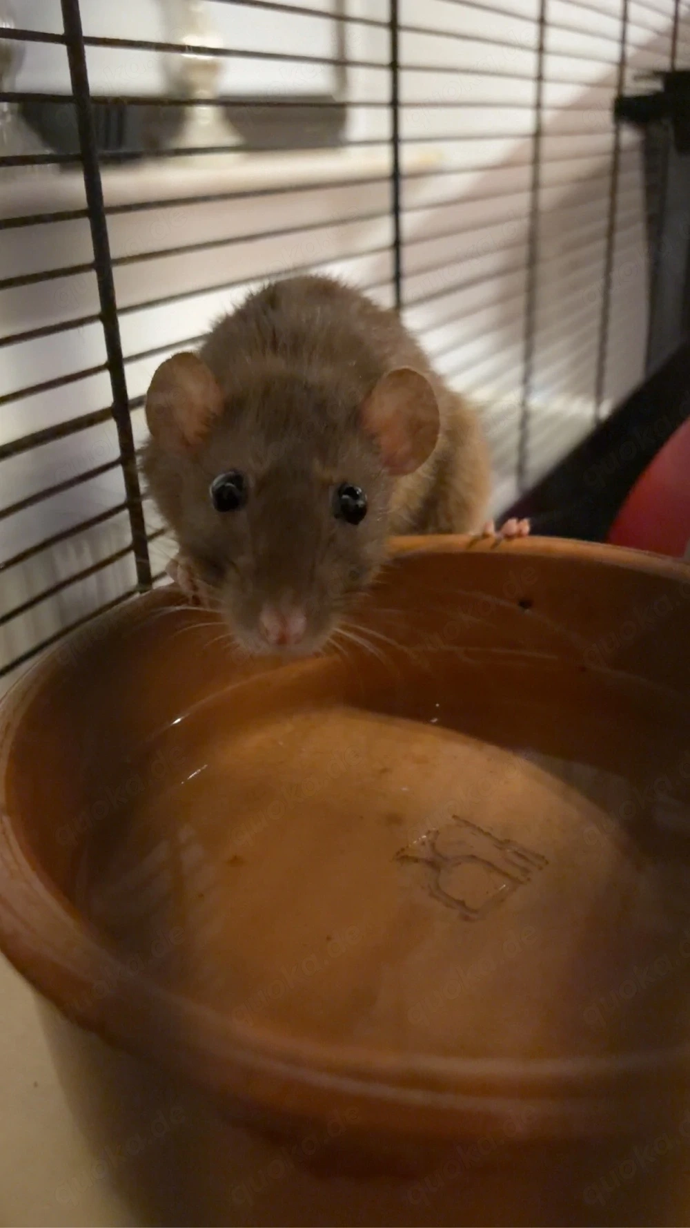 Farb ratten 