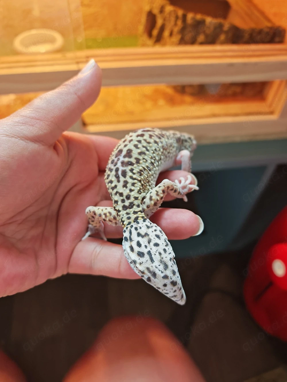 Leopardgecko Weibchen