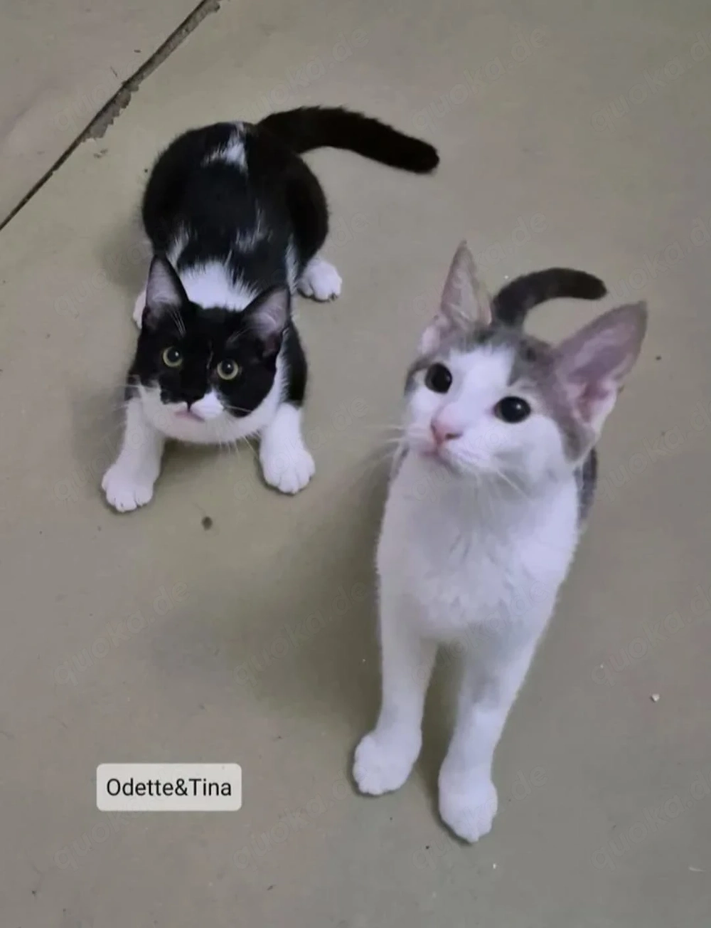 Odette & Tina Freundliche Schwestern suchen verspieltes Zuhause
