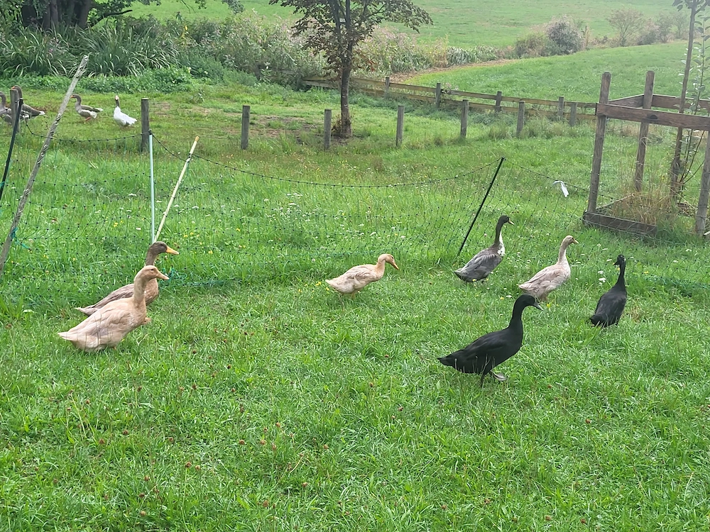 junge Enten, Laufenten und Orpingtonenten abzugeben