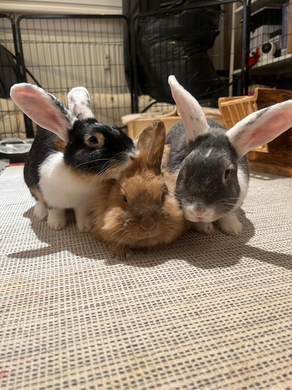 Drei liebe Kaninchen suchen gemeinsam ein neues Zuhause   nur zusammen