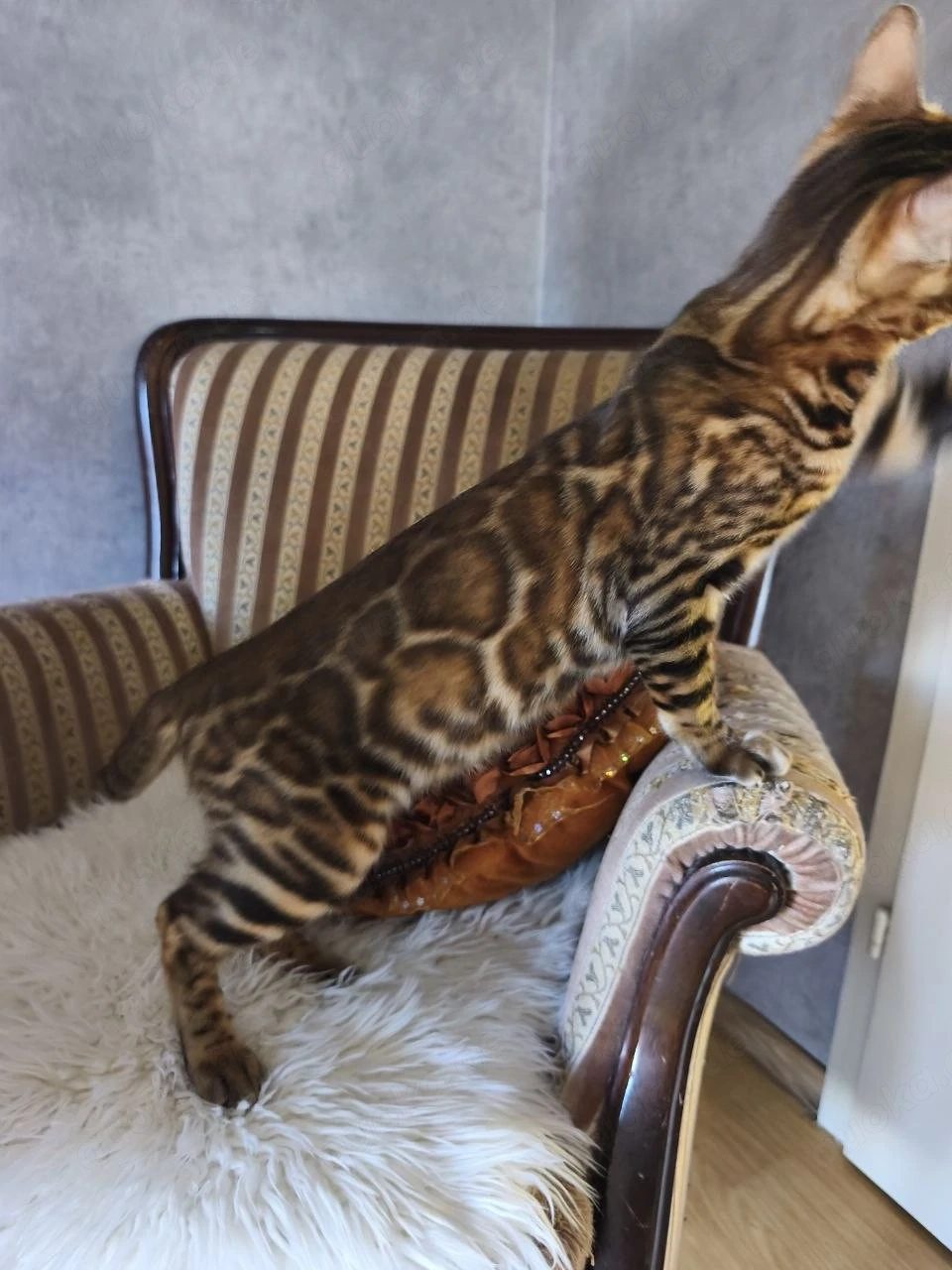 Wunderschöne Kitten suchen ein liebevolles Zuhause