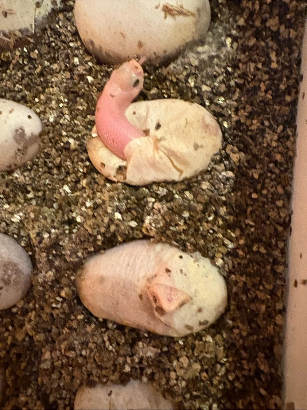Heterodon Nasicus Hakennasennatter Lucy