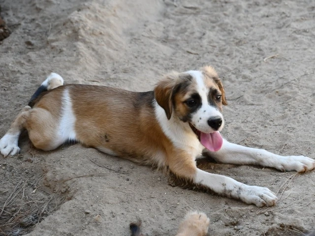 Poldo sucht sein Zuhause (noch auf Sardinien)