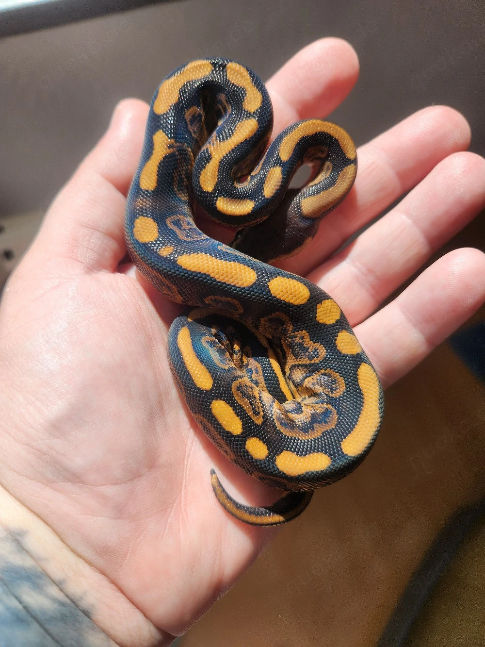 0.1 Königspython Bongo Black Pastel 100 % het Pied