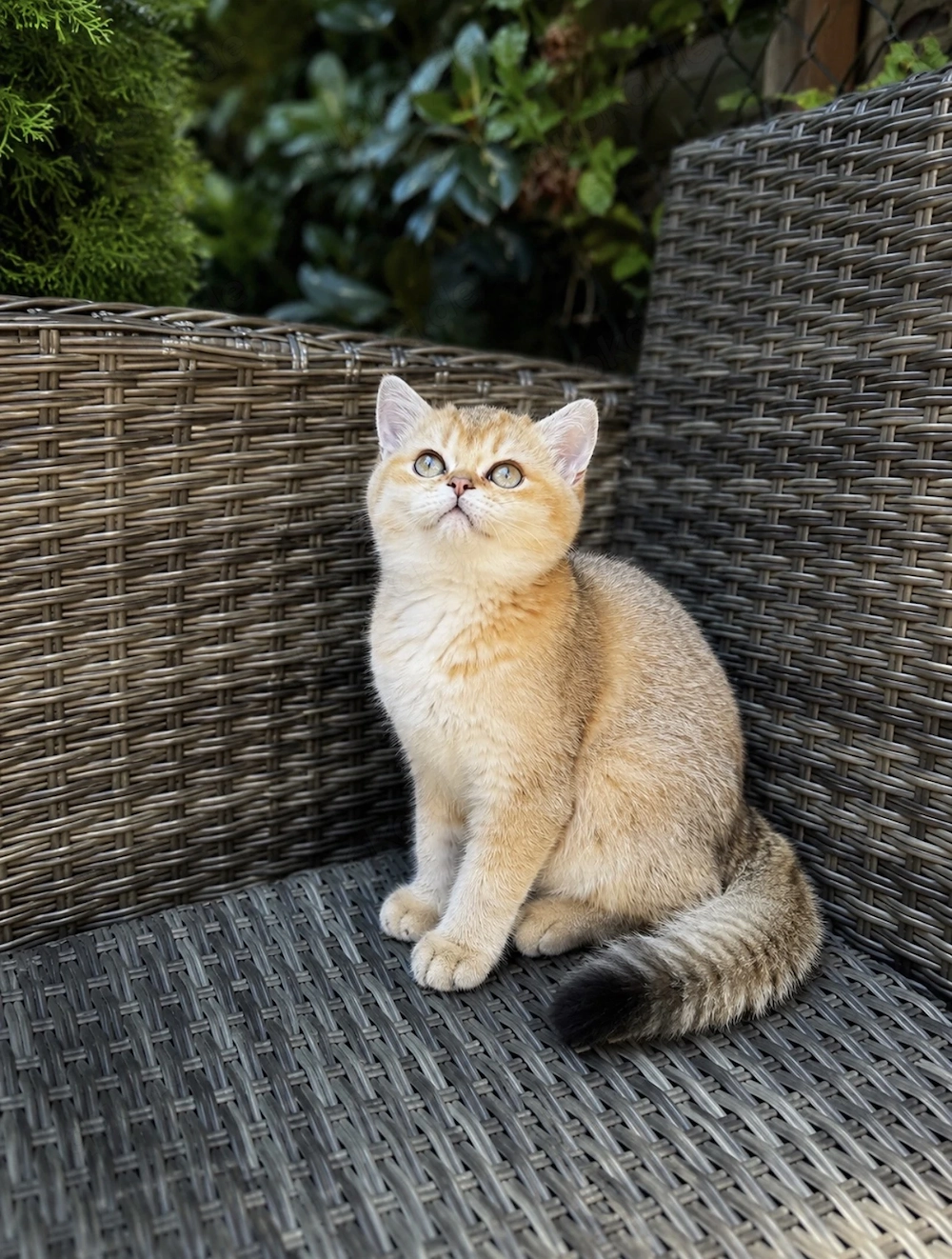 Wunderschönes BKH Mädchen Golden Chinchilla ny11   mit Stammbaum   bereit für den Umzug