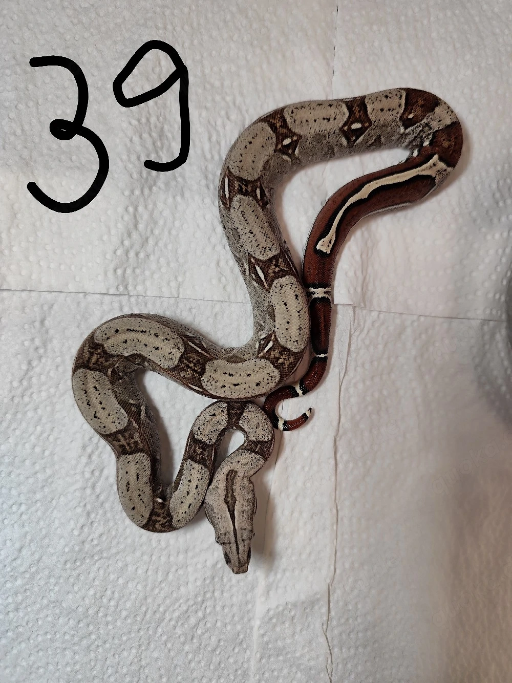 Boa constrictor constrictor Guyana F2 