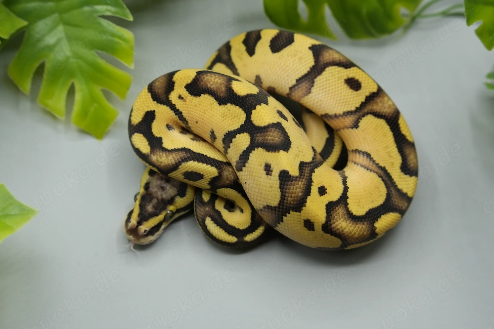 High Intensity Orange Dream Enchi Pastel pos yb het. Piebald 