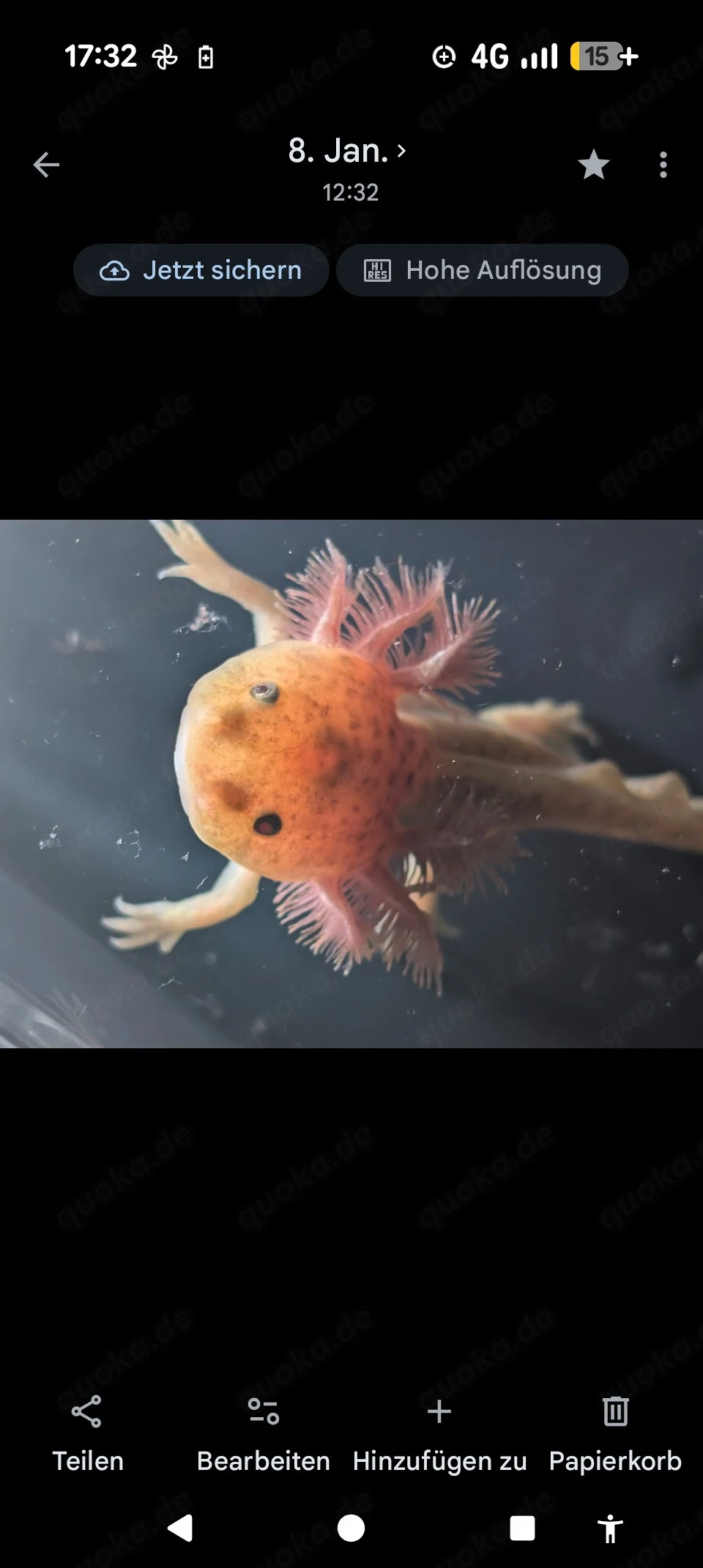 Axolotl ! Wir suchen ein neues Zuhause !