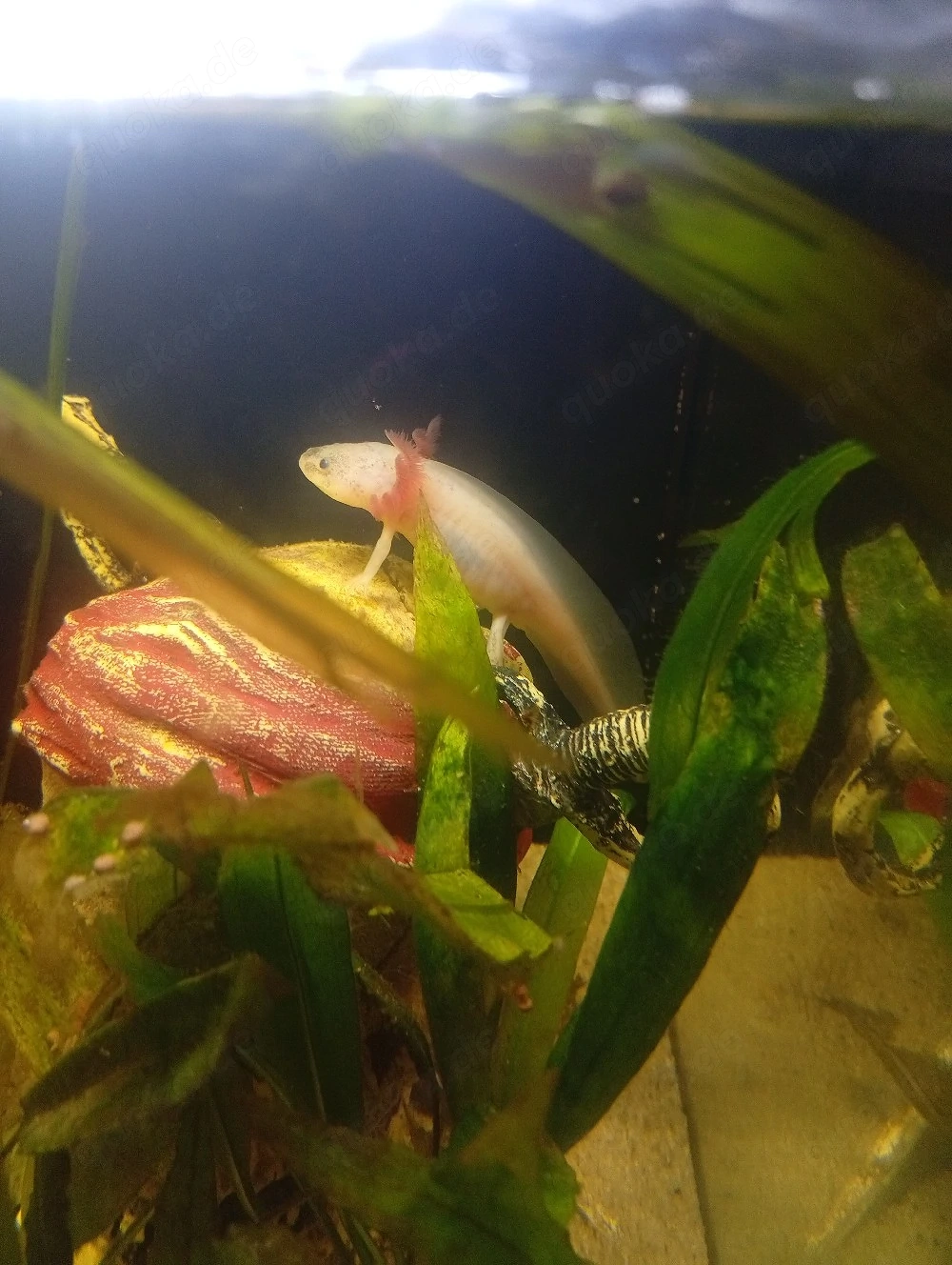    Axolotl Jungtiere   4 Monate   ca. 10 cm   25    Gelsenkirchen