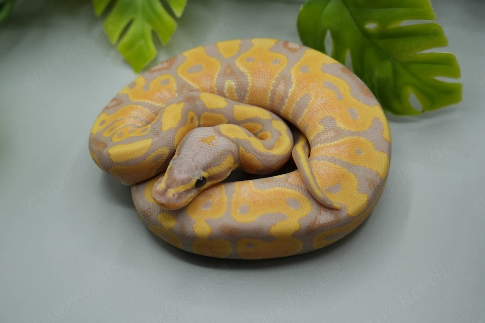 0.1 Banana 100% het. Clown Königspython