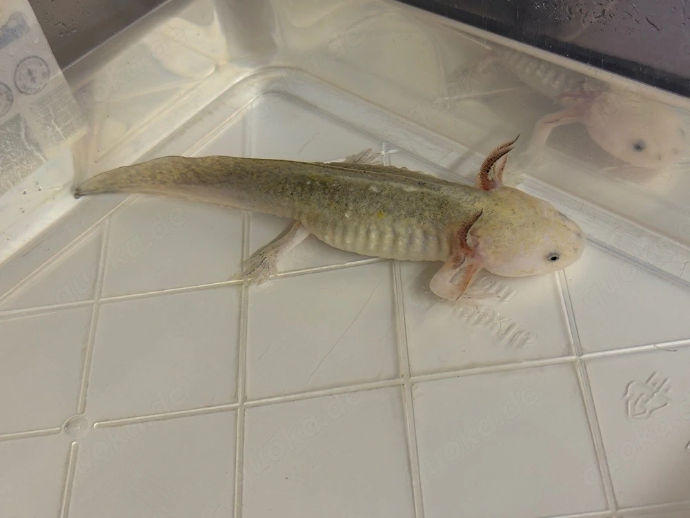 Axolotl Goldblack