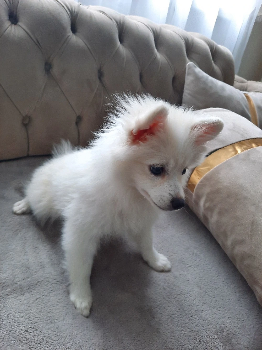 Pomeranian Spitz   liebevolle Hündin sucht ein neues Zuhause     