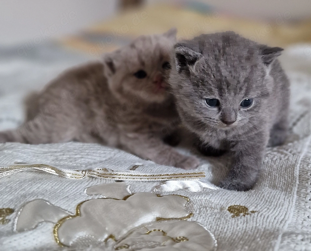 Reinrassige BKH-kitten lilac blau