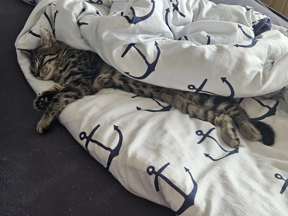 Kater 6 Monate