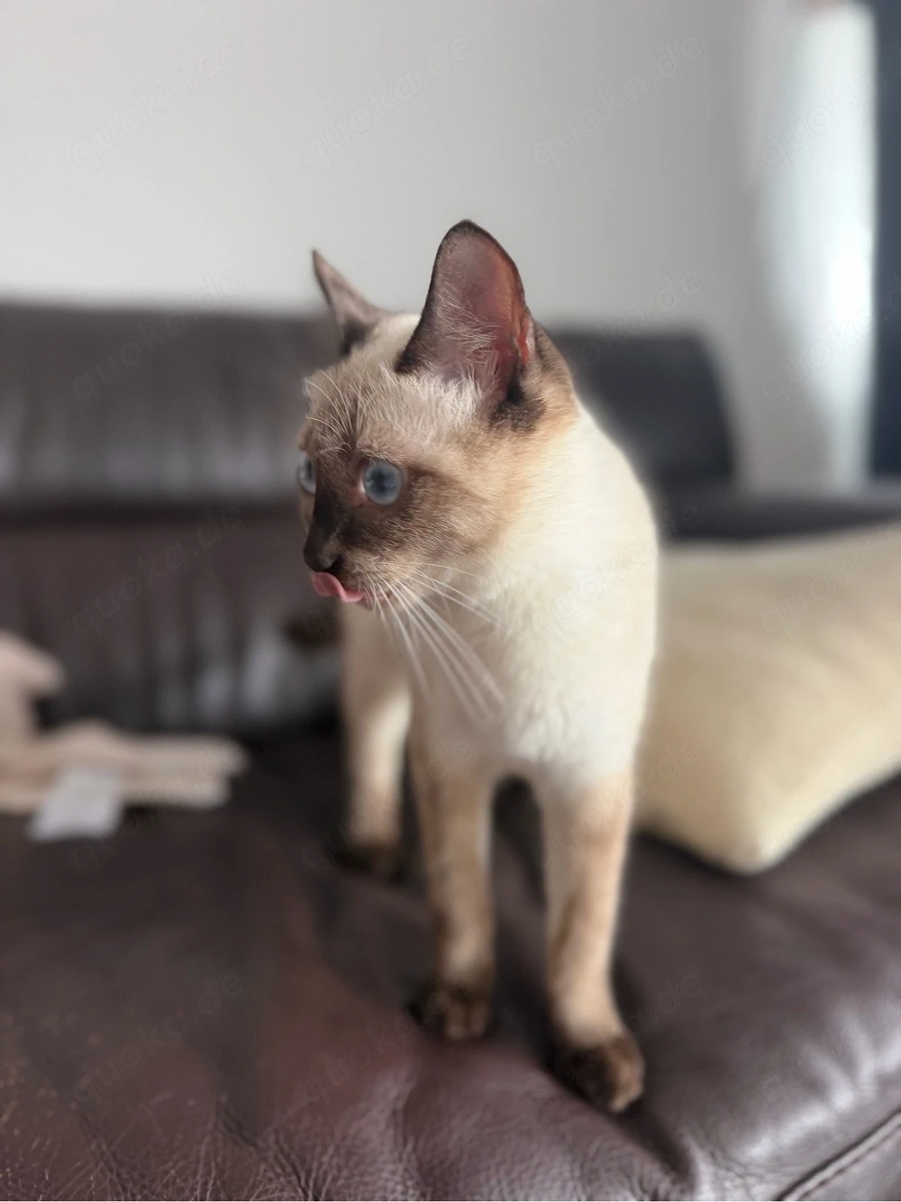 reinrassige katze siam 