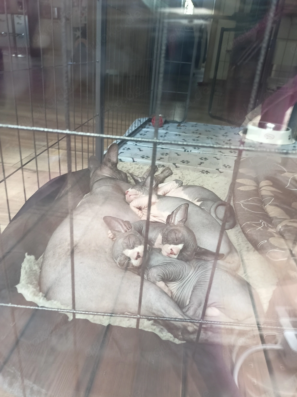 Sphynx Kitten 