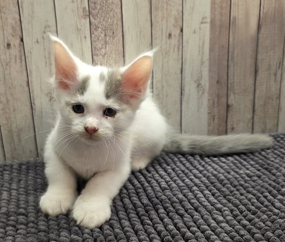 Maine Coon Kitten 