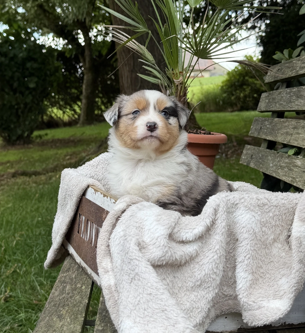 Mini Aussie Welpen Miniatur Australian Shepherd Welpen Welpe