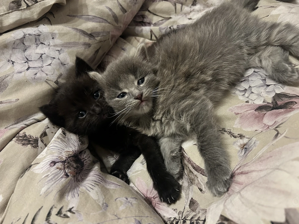 Norwegische Waldkatzen Mix Kitten suchen Zuhause  