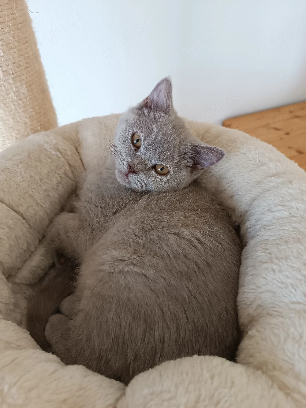 Reinrassige mit Stammbaum BKH Kitten Ab Sofort zu vergeben 