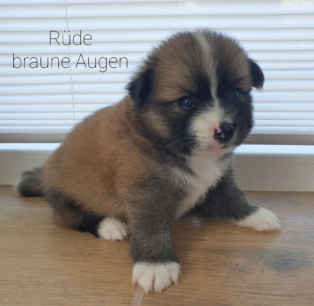 Liebevolle Pomsky-Welpen suchen ihr Zuhause 