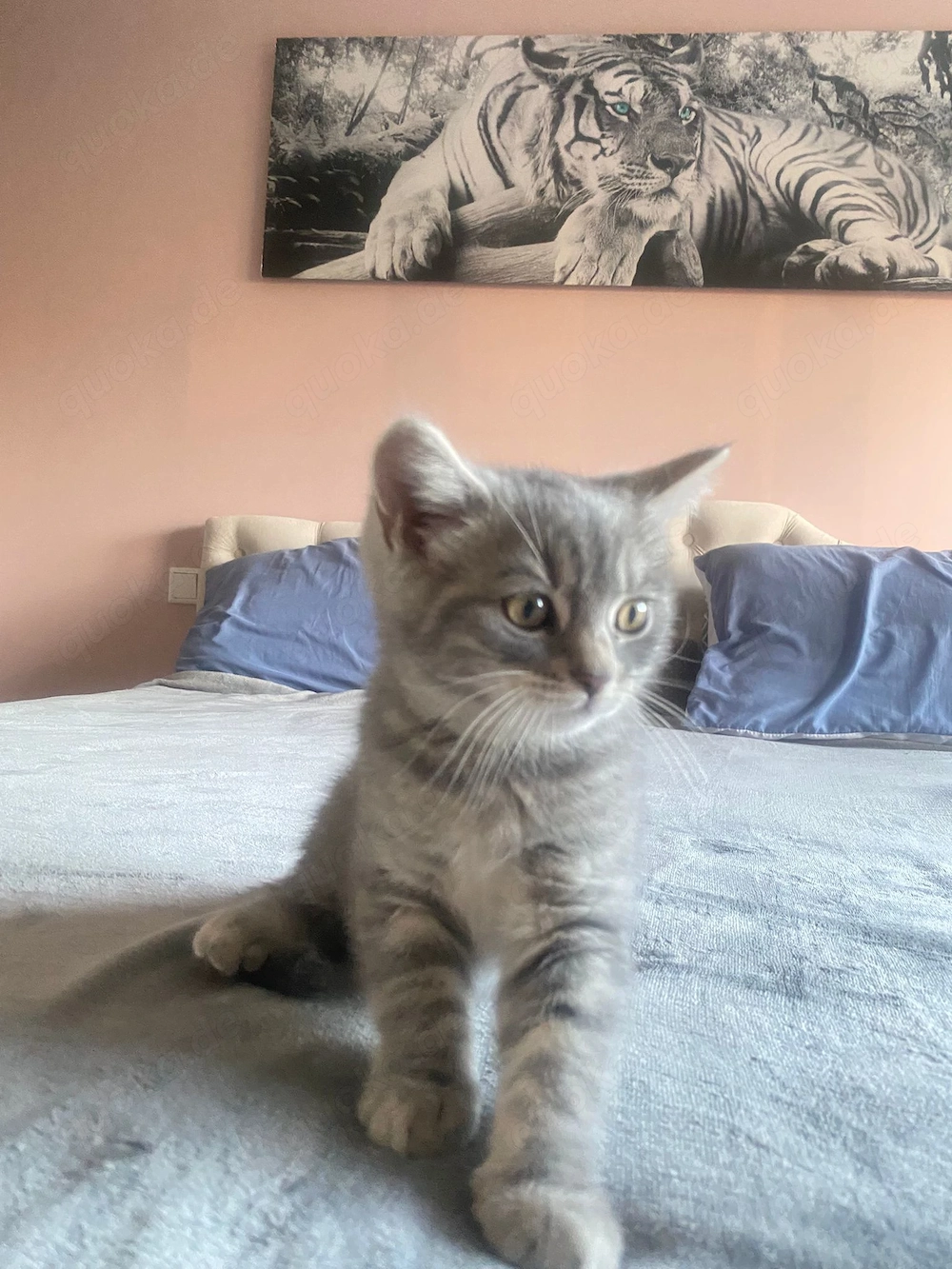 Kitten suchen liebevolles Zuhause