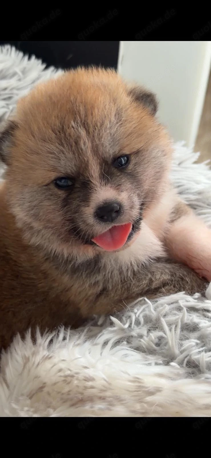 Japan Akita Inu Welpen aus exklusiver VDH- Japan Akita Club e.V.-Zucht   