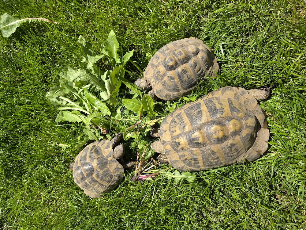 Griechische Landschildkröten 