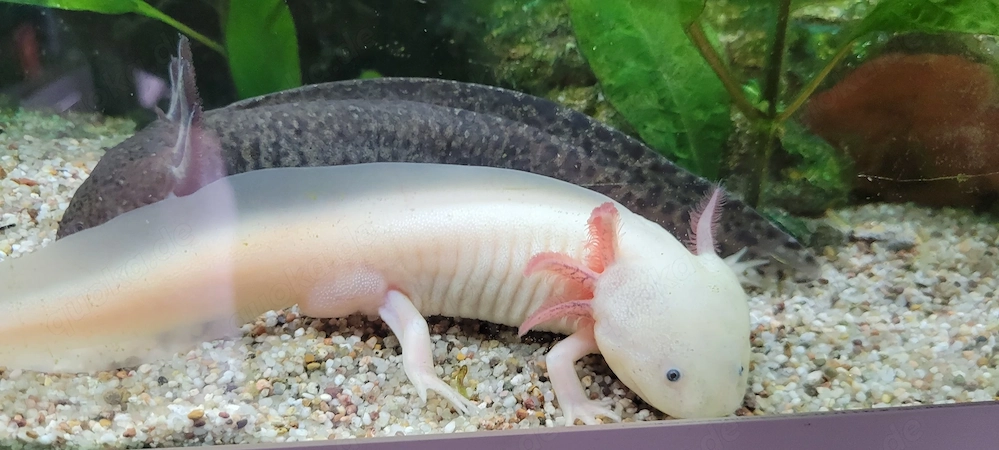 2 Axolotl weißling + wildling abzugeben