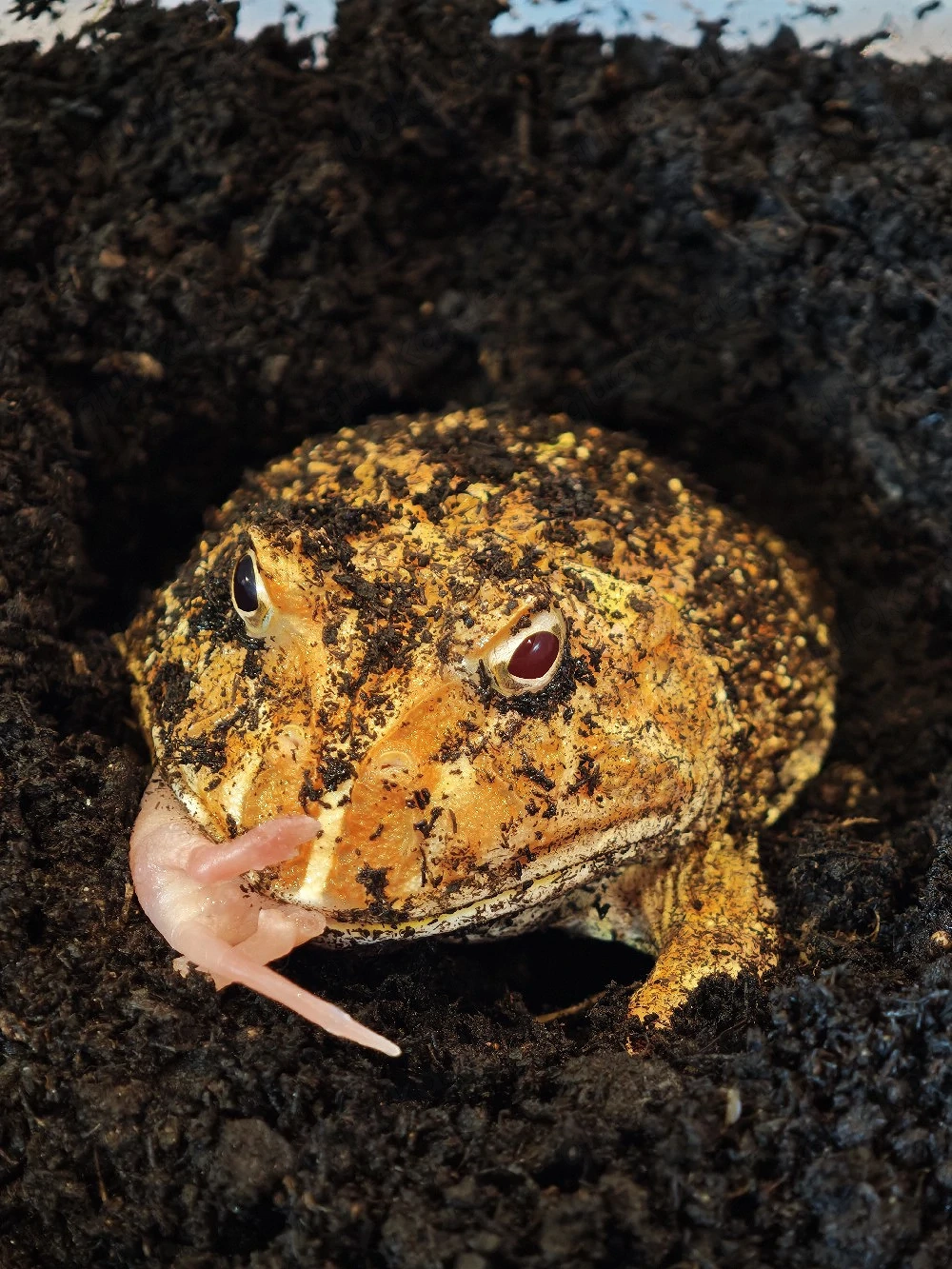Schmuckhornfrosch Weiblich