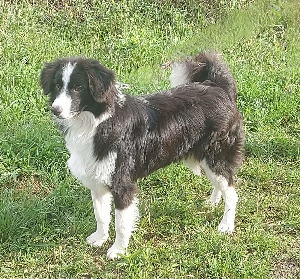 Floh - charmanter ER sucht seine Familie
