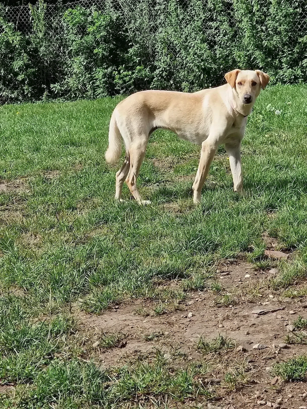 Mia geb. 2011, kastriert