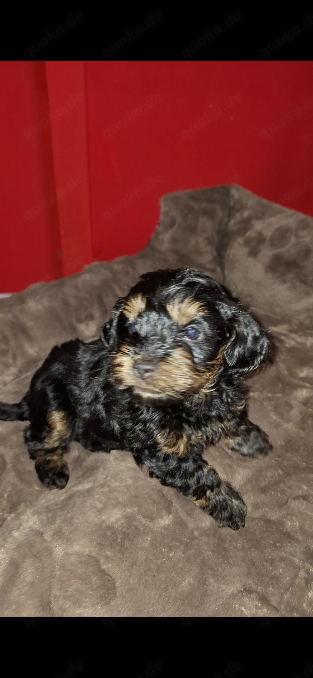 Zuckersüsse Maltipoo Welpen 