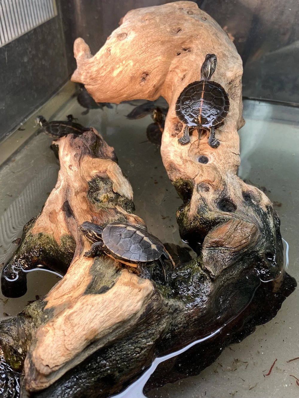Rückenstreifen Zierschildkröten (Chrysemys picta dorsalis)