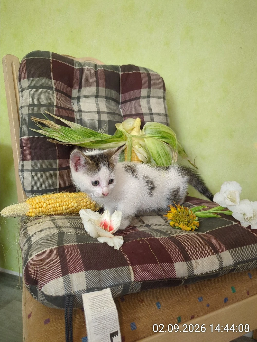 hübscher kleiner Kater 