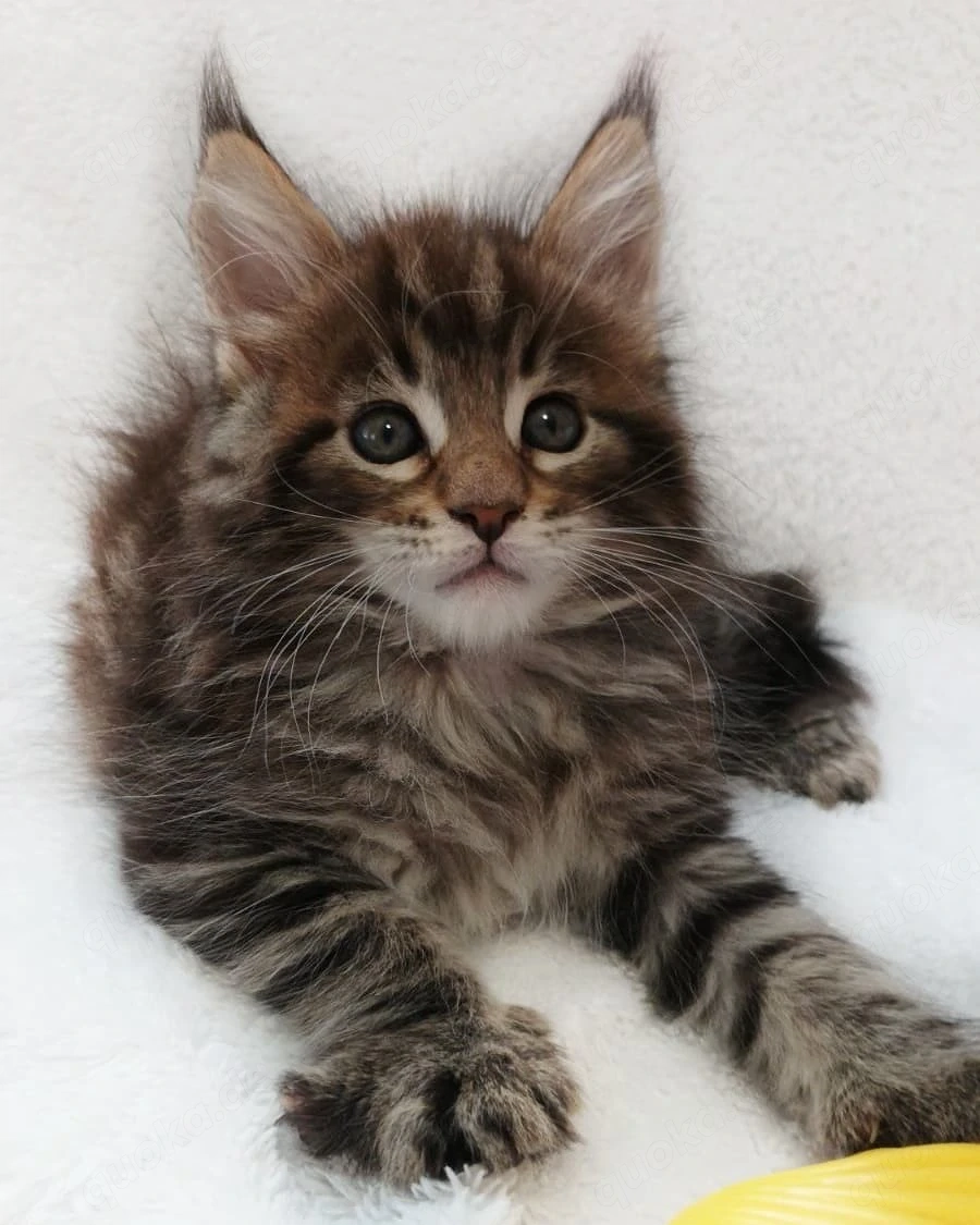 Hochwertige Maine-Coon-Katzen   exzellenter 