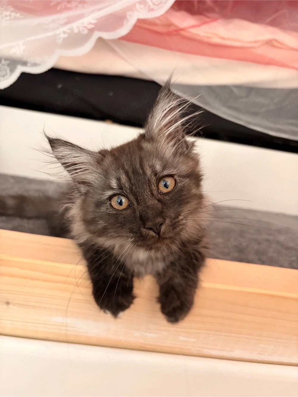 Main Coon kitten