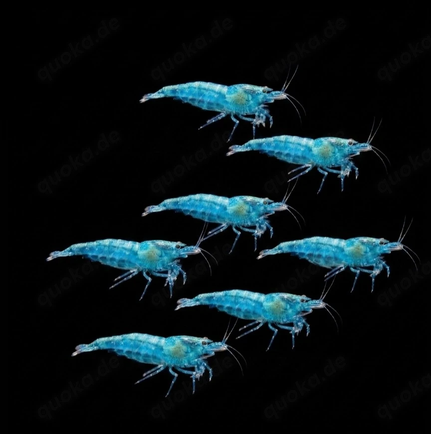 Blue Jelly Zwerggarnelen Garnelen Neocaridina davidi 