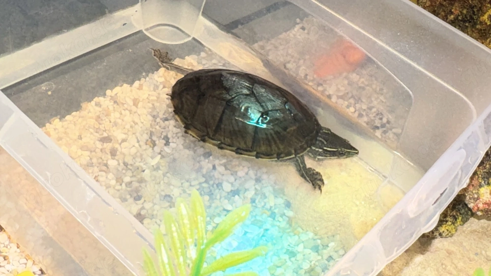Wasserschildkröte mit Zubehör zu verkaufen
