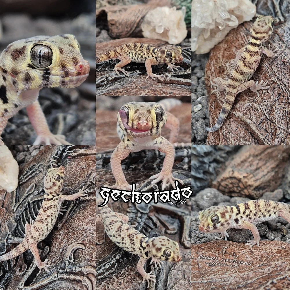 Wundergecko Jungtiere - Teratoscincus Roborowskii 