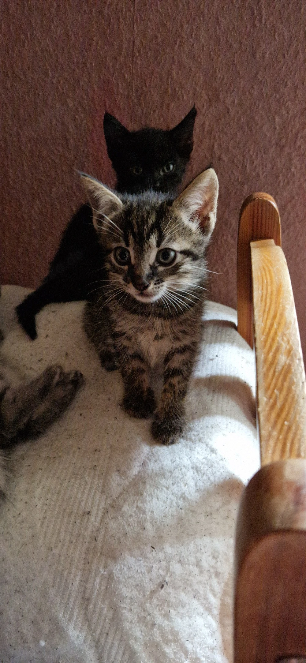 Noch 1 süsser Savannahmix Kater F1 zur Abgabe