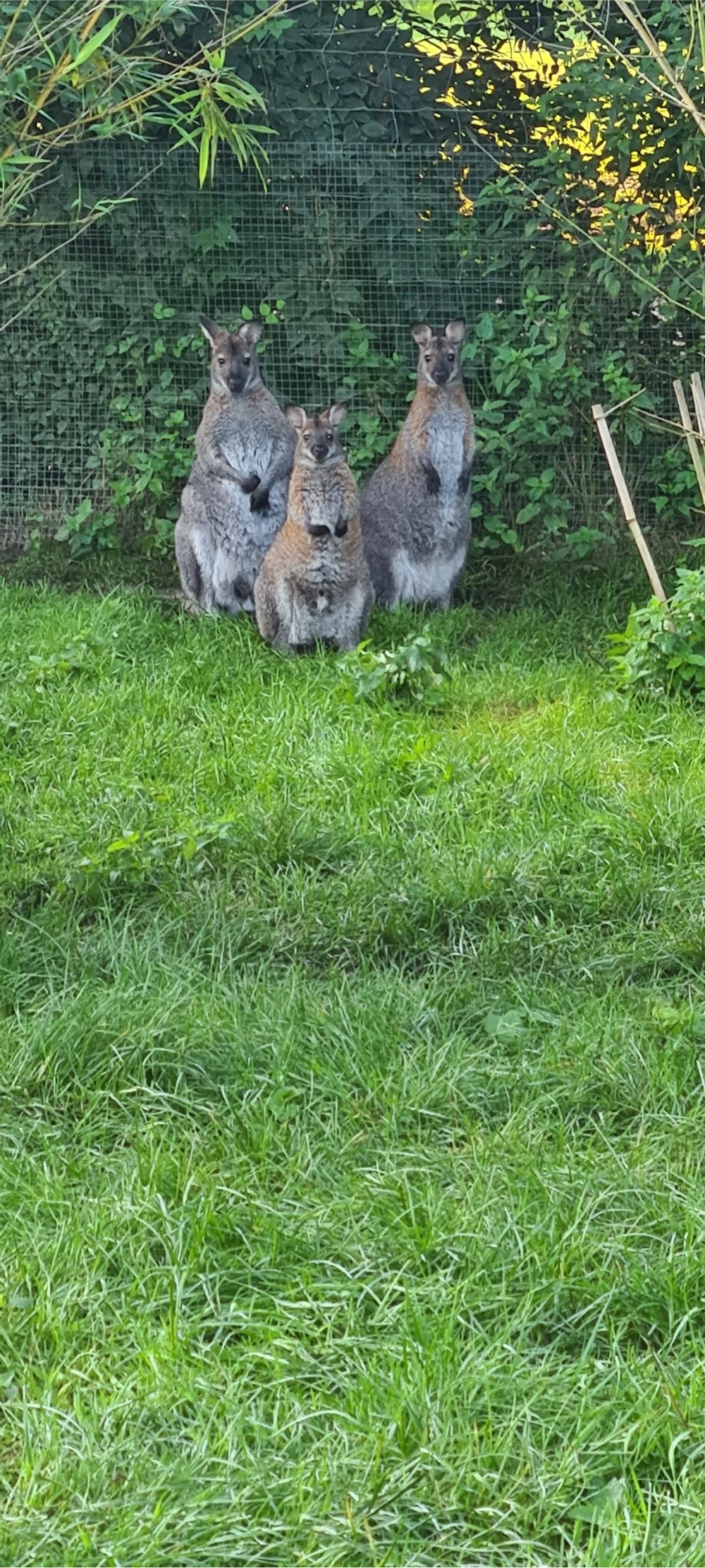 Benett Känguru Böcke
