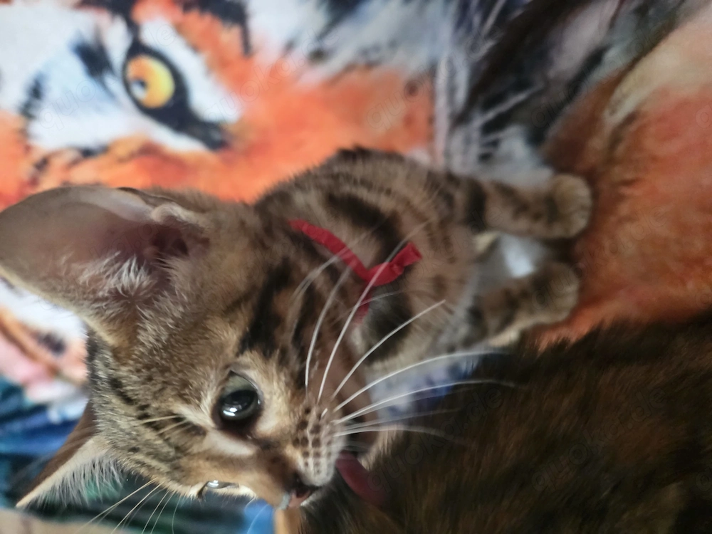 apparte Tigerlein im Leoluck