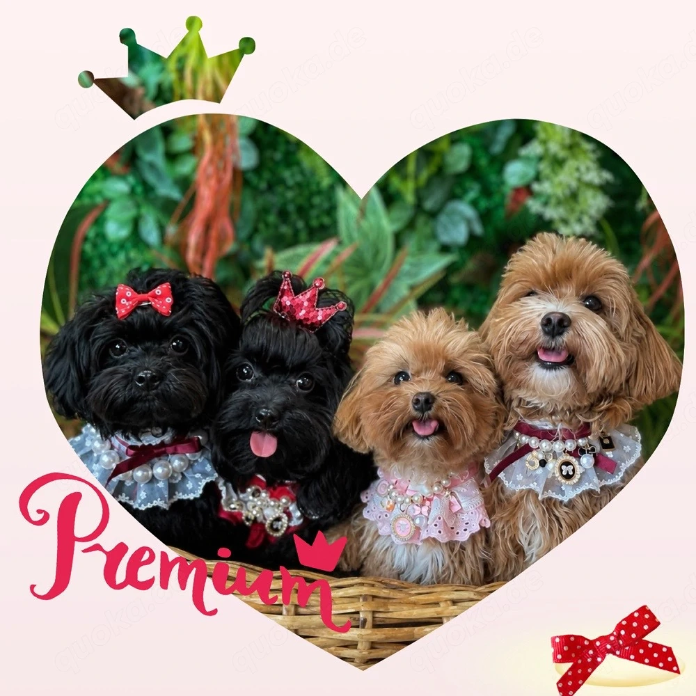 Maltipoo Welpen