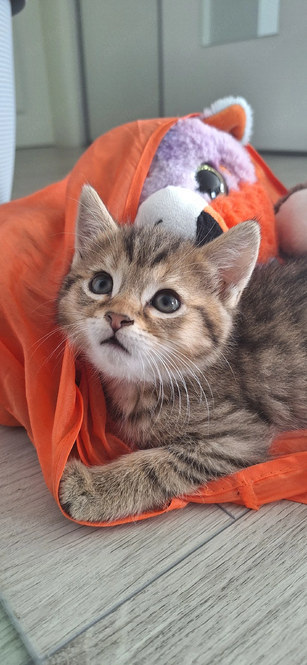 Baby Katzen, Kitten